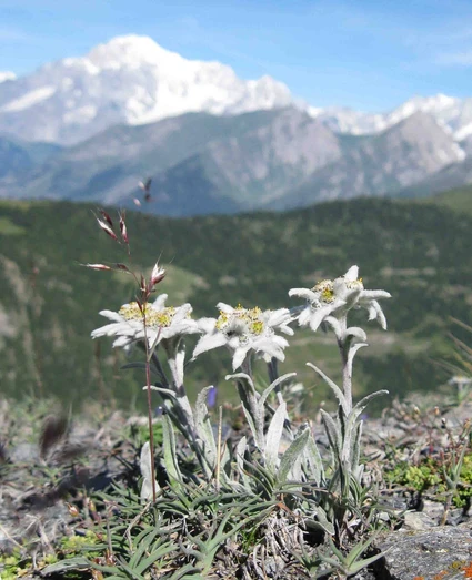 Passeggiata a cavallo con pranzo in rifugio 17 Passeggiata a cavallo con pranzo in rifugio 17